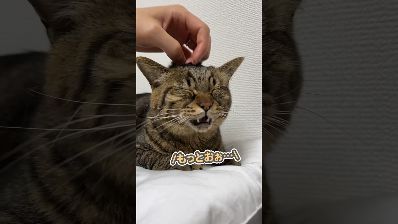 「もっとなでなでしてぇ…」と、大好きなパパに甘える猫