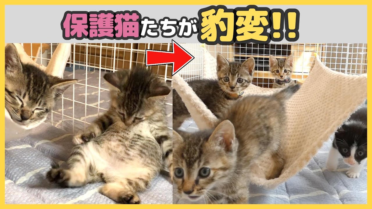 飛ぶ飛ぶ子猫たちww&お部屋探検!! 保護猫日記（保護19〜22日目）