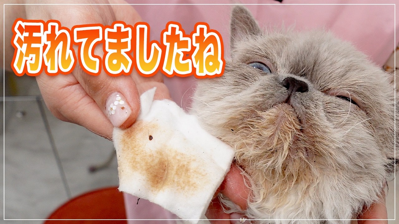 【こっちゃん】顎って思ったより汚れてるんです、可愛い巻き毛の猫ちゃんをきれいにしよう！【セルカークレックス】