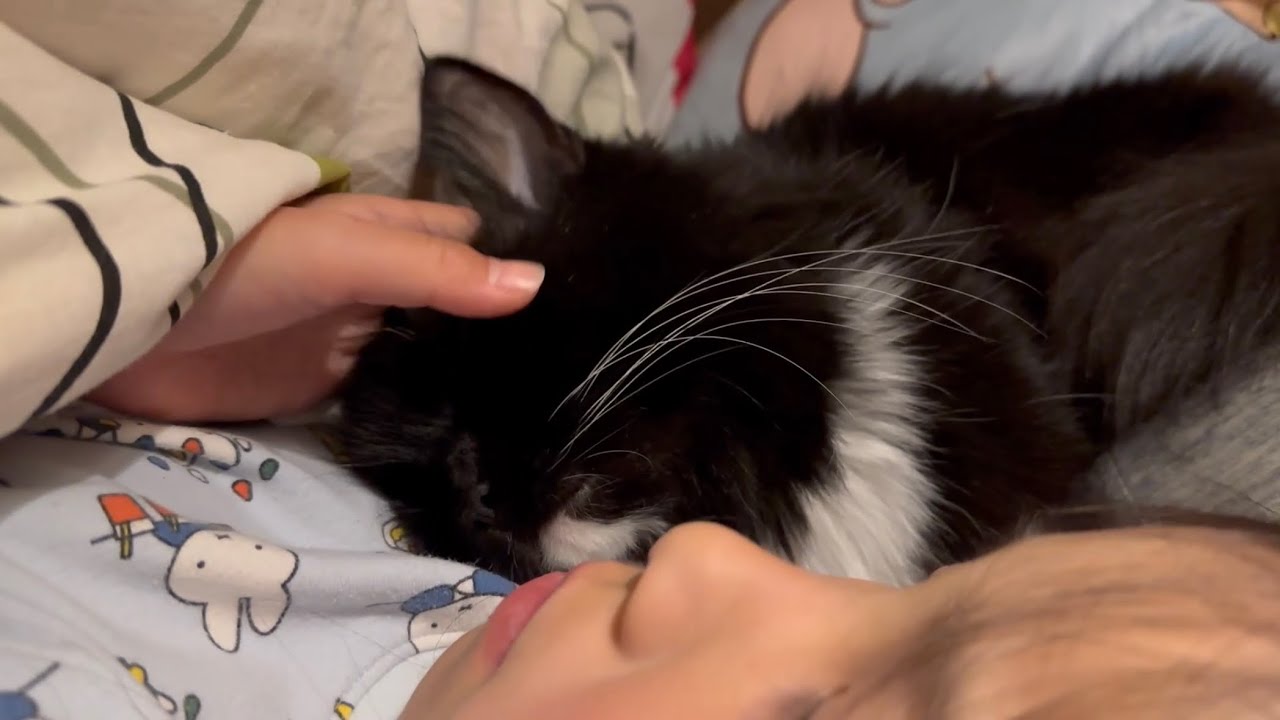 同居猫にも同居人にも愛情表現する猫　ラガマフィンCats show affection towards both other cats in the house and their owners.