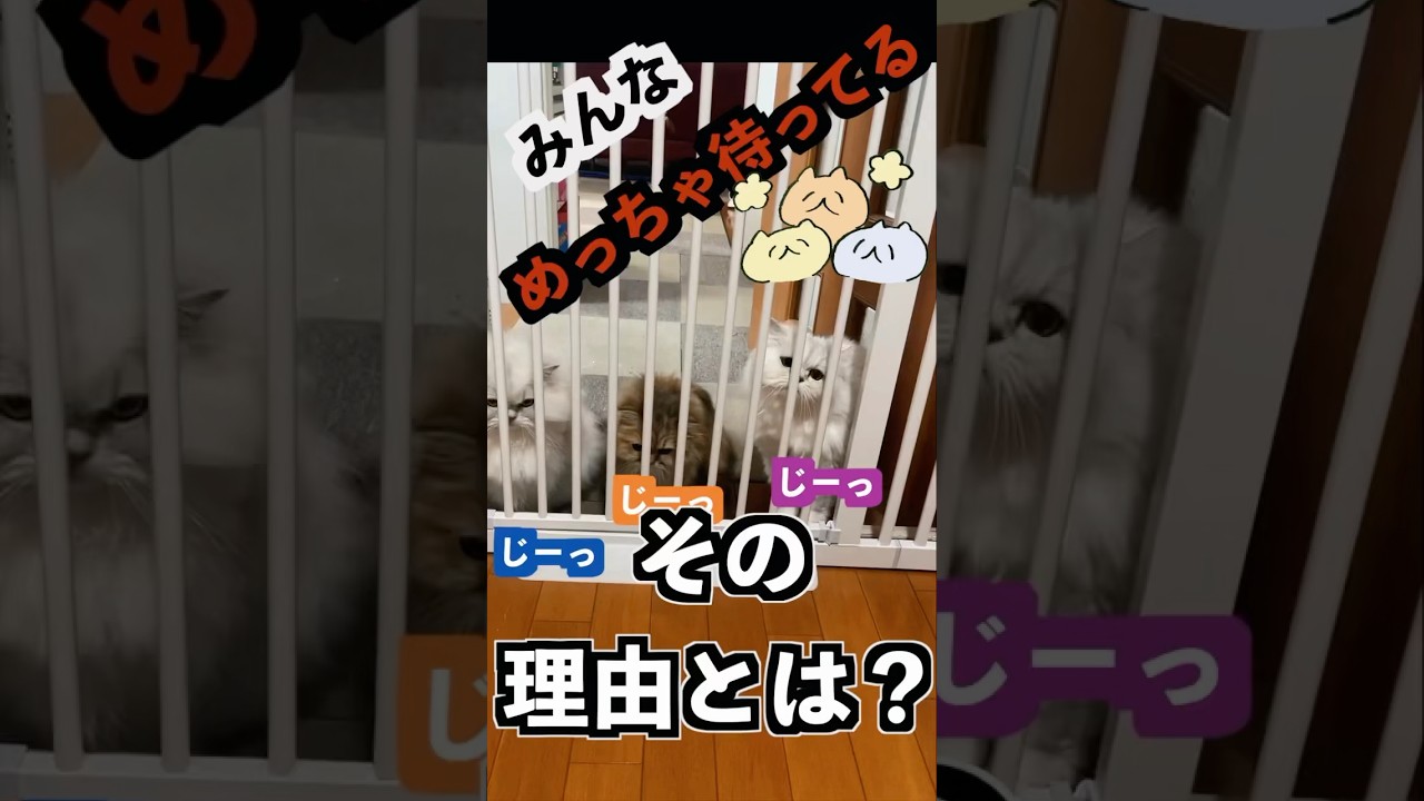 【猫の気持ち】ペルシャ猫３ニャンズ、パパを待つ本当の理由#ペルシャ猫#persiancat