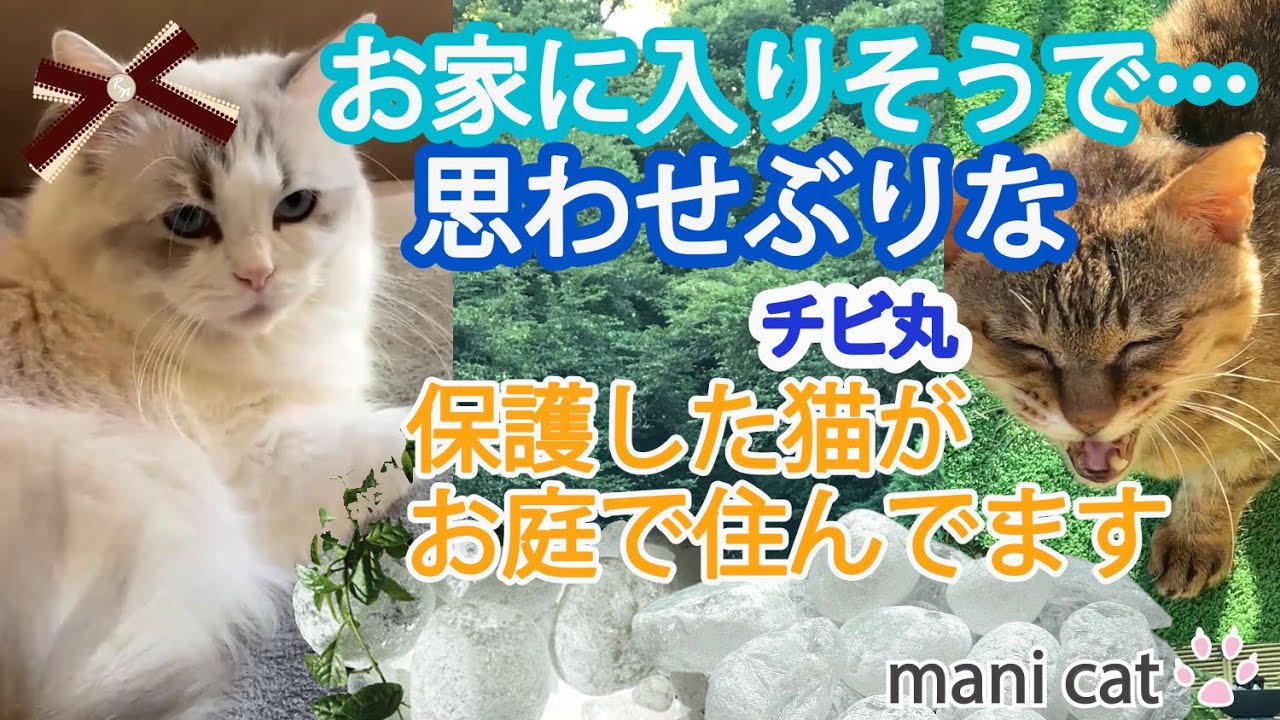 お家に入りそうで…思わせぶりなチビ丸君🫨保護した猫がお庭に住んでます😭#外猫#ragdoll#三毛猫