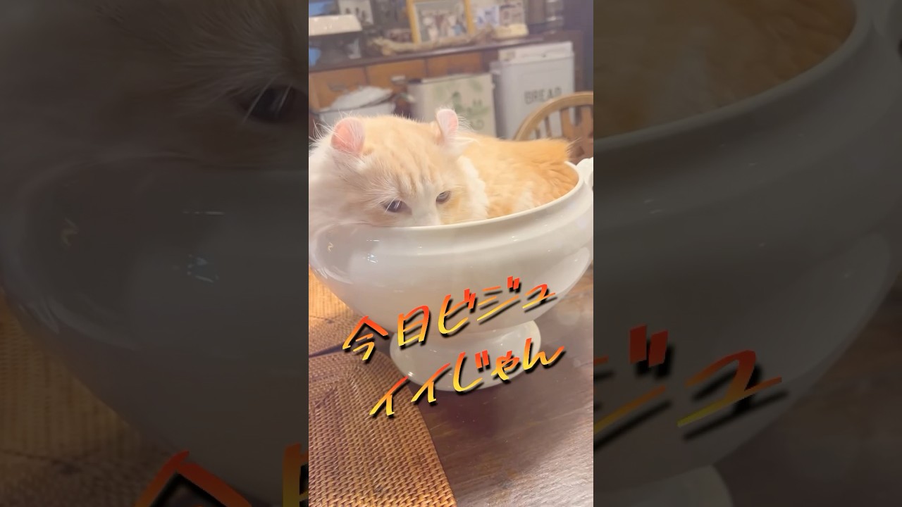 今日ビジュイイじゃん #猫 #キンカロー #マンチカン  #短足部 #cat