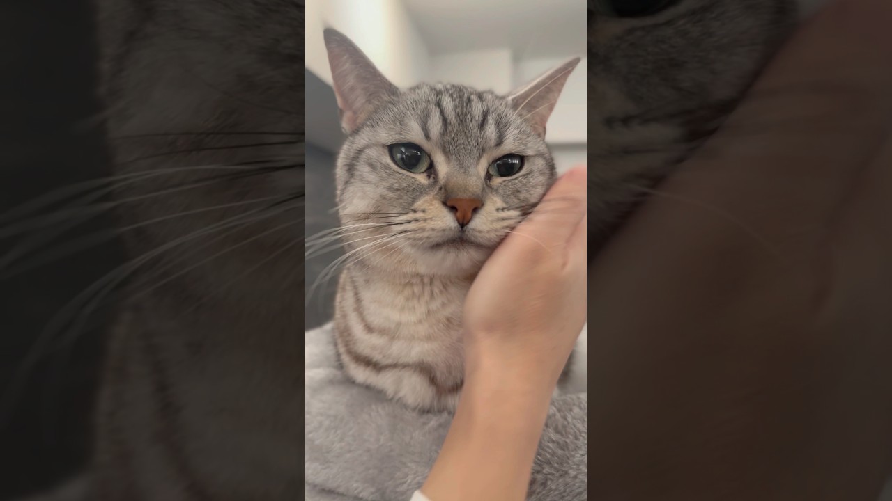 愛猫が可愛すぎて鼻プルしちゃうママwww #shorts #猫 #cat
