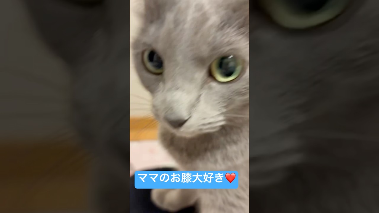 【猫ロシアンブルー】そらちゃんの落ち着く場所は、ママの膝の上❤️#shorts