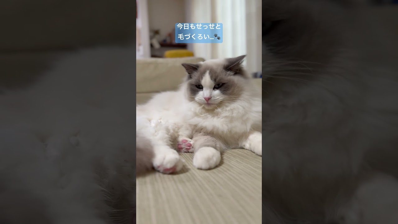 念入りグルーミング！いっぺいの至福のひととき✨　#ラグドール #猫のいる暮らし #猫好きさんと繋がりたい #ふわもこ #癒し動画 #猫の日常 #IppeiDaily #毛づくろい #もふもふ