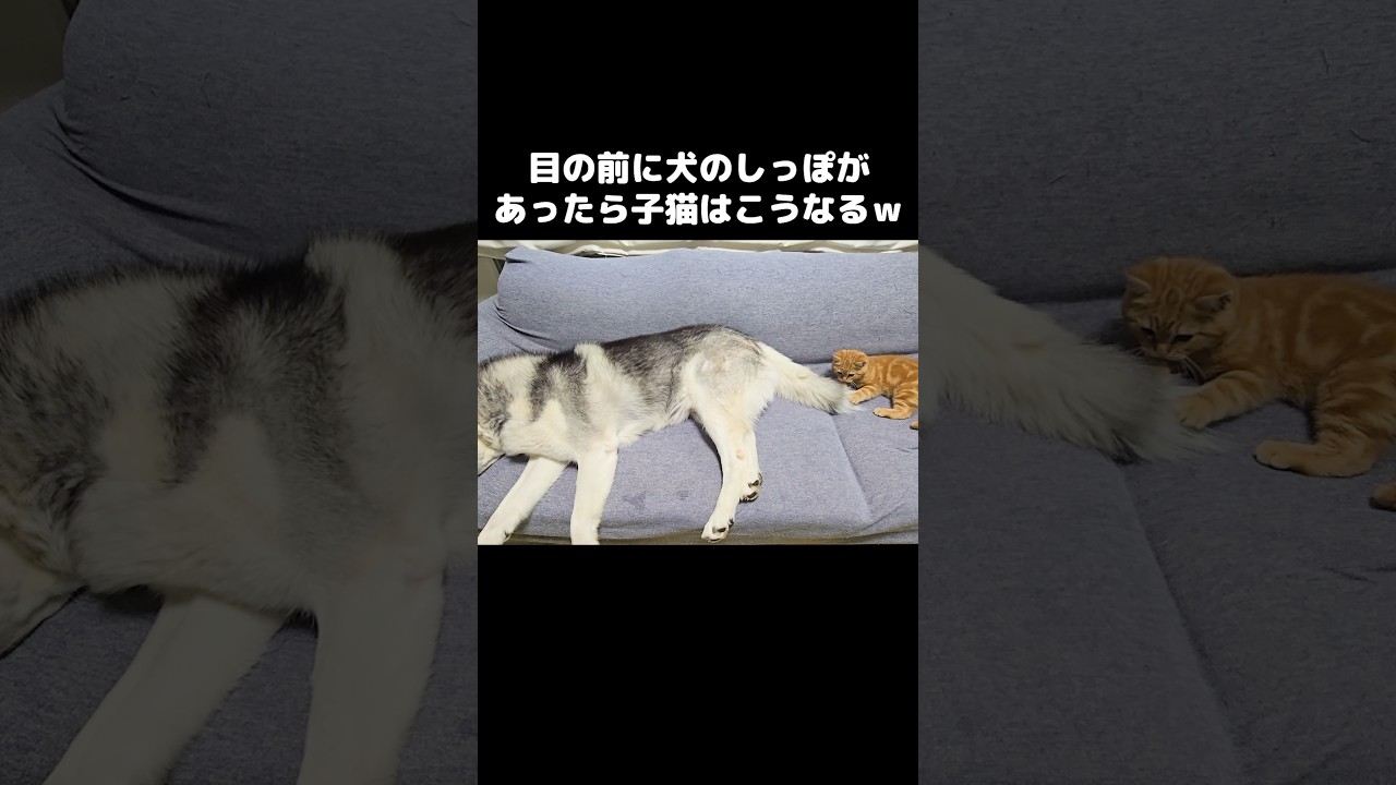 目の前に犬のしっぽがあったら子猫はこうなる...笑#shorts