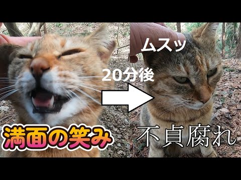 散歩から帰りたくない娘猫が子供の様に不貞腐れる