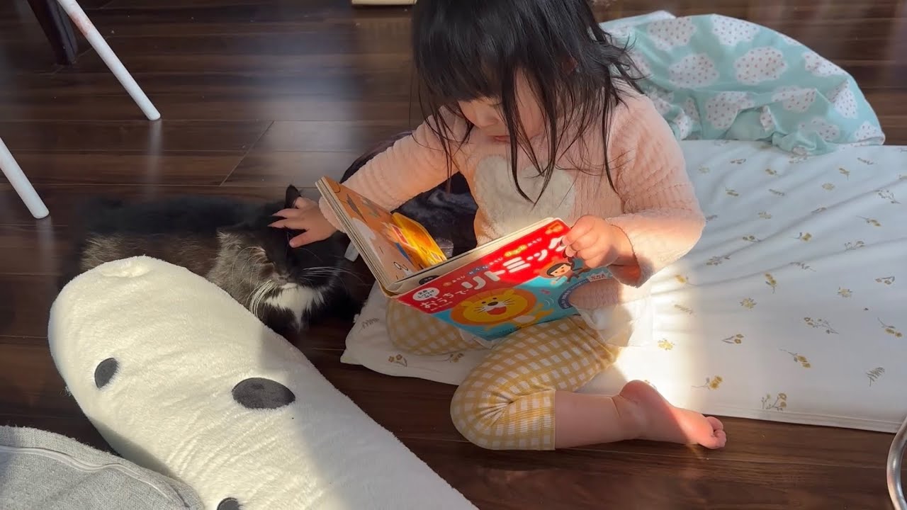 撫でられ伸び伸びする猫　ラガマフィンA cat stretches when stroked. Ragamuffin
