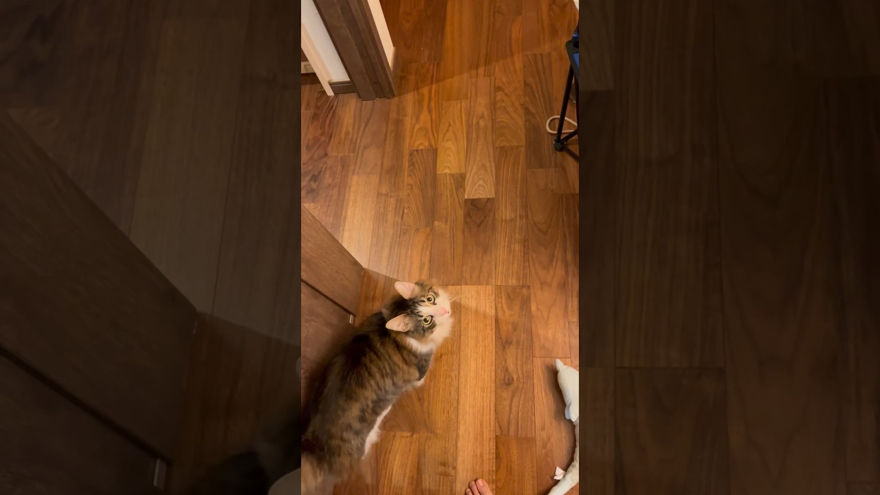 ご飯食べる猫は誰ですか〜 #cat #日本猫 #保護猫 #norwegianforestcat #ノルウェージャンフォレストキャット