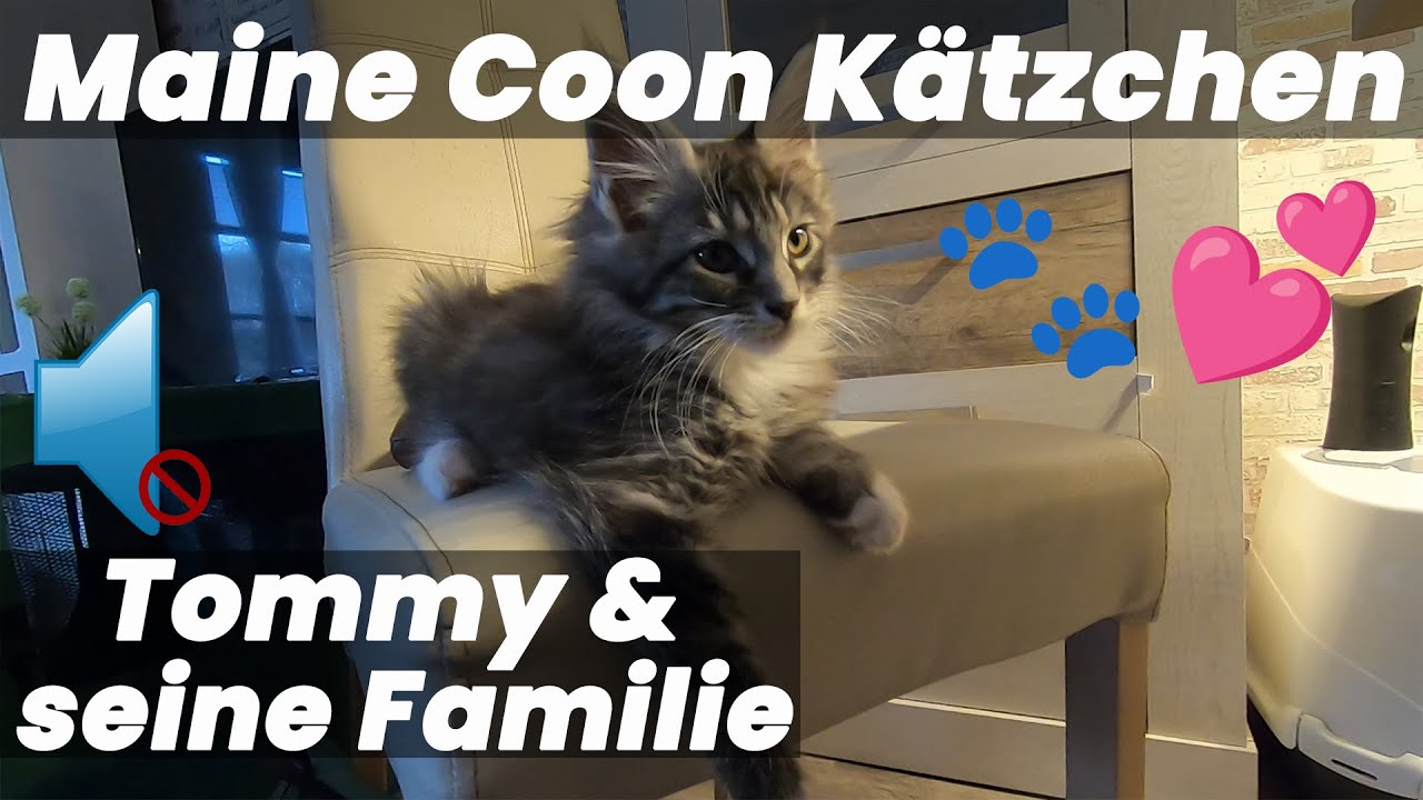 Tommy, das Maine Coon Kätzchen: Spielzeit mit seinen Geschwistern & die Wahl seiner neuen Familie 🐾💕