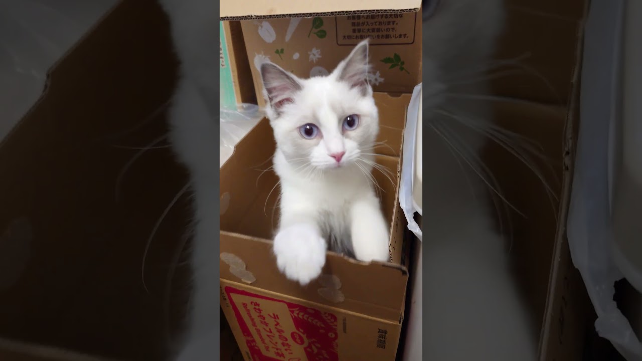 ハコイリムスメ#ラグドール子猫 #cat