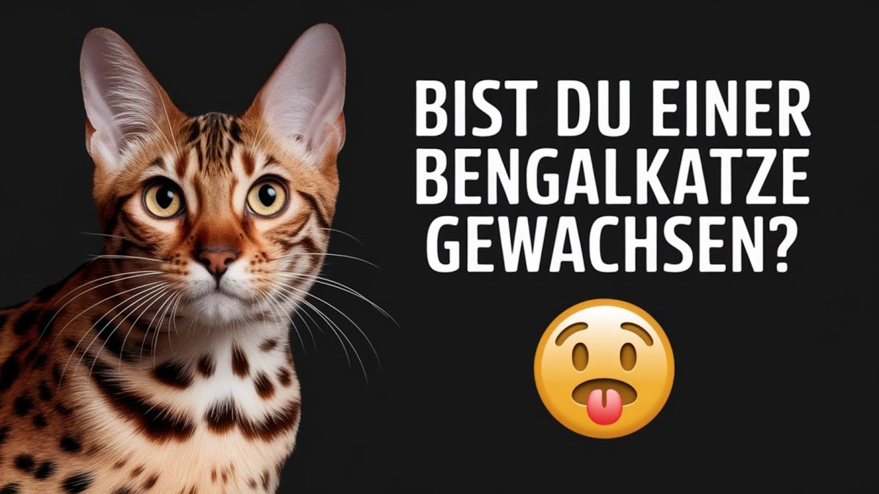 Bengalkatzen: Wunderschön, wild und… wahnsinnig?! Das musst du wissen!