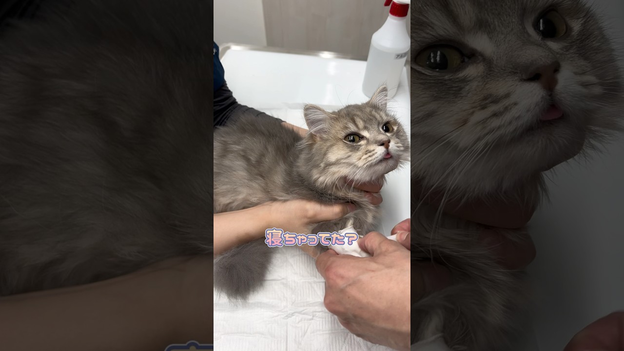 留置取る時もまだ眠たそうなマンチカン