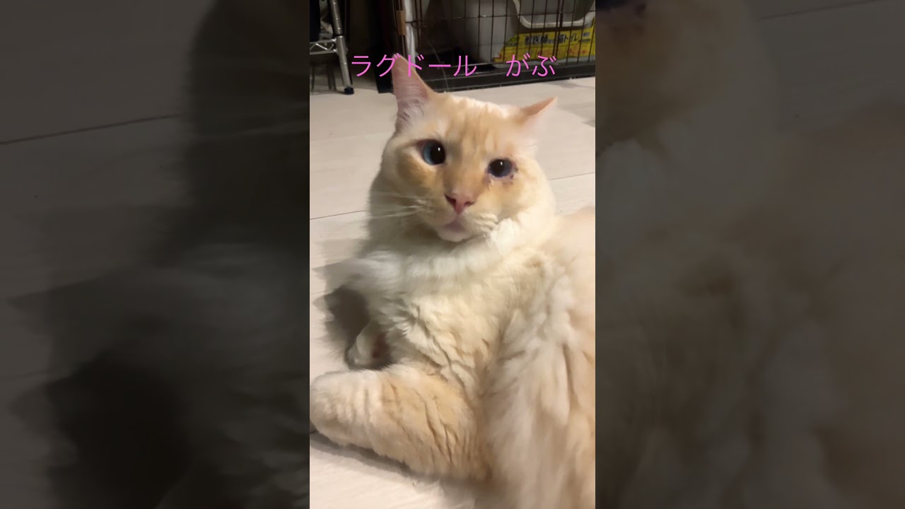 #適当　#寝起きの猫　#可愛い　#一撃　#一撃必殺　#ラグドール　#嫌がる猫　 #猫動画  #猫好きさんと繋がりたい