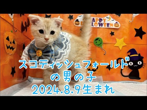 ペットプラザ広島祇園店　スコティッシュ・フォールド