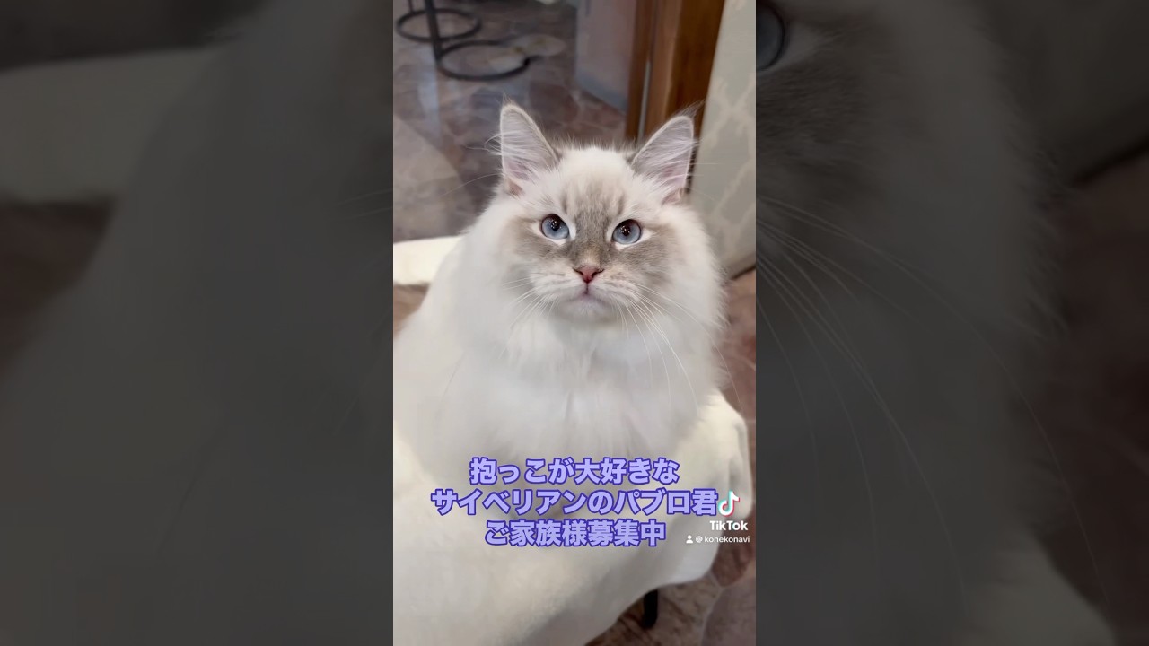 抱っこができる#子猫 😻#サイベリアン のパブロ君。抱っこが大好きな男の子😍おっとりしていて小さなお子様がいらっしゃるご家庭にもおすすめいたします。吉祥寺のロイヤルキャッツでご家族様募集中です😻