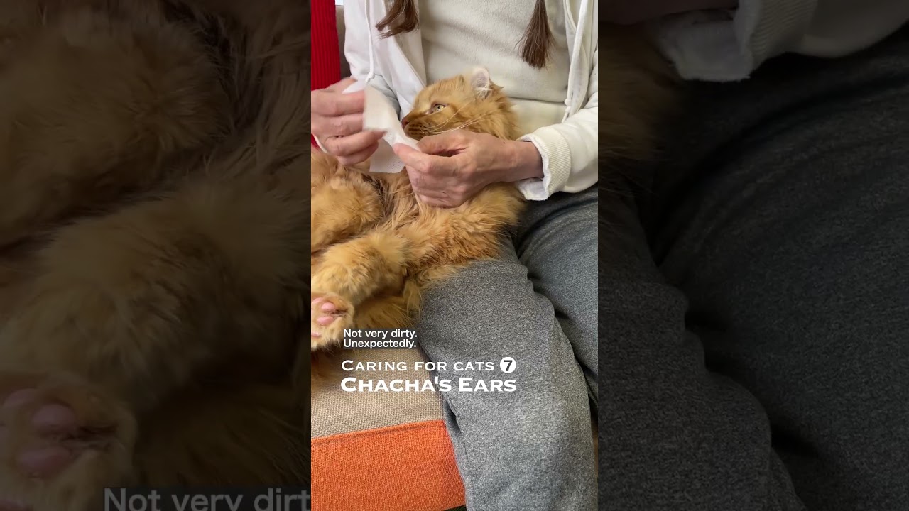 猫たちのお世話 7: チャチャの耳掃除
