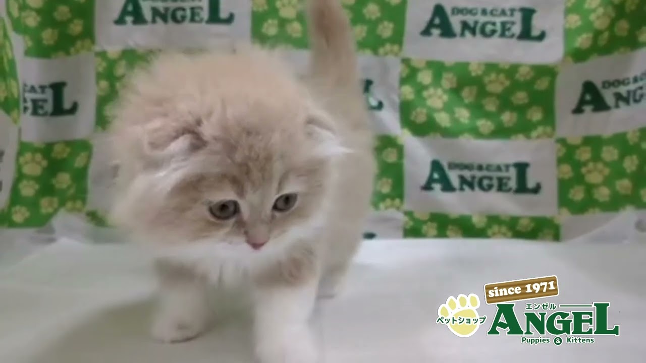 スコティッシュフォールド 2503151 【ペットショップエンゼル　子犬・子猫販売】