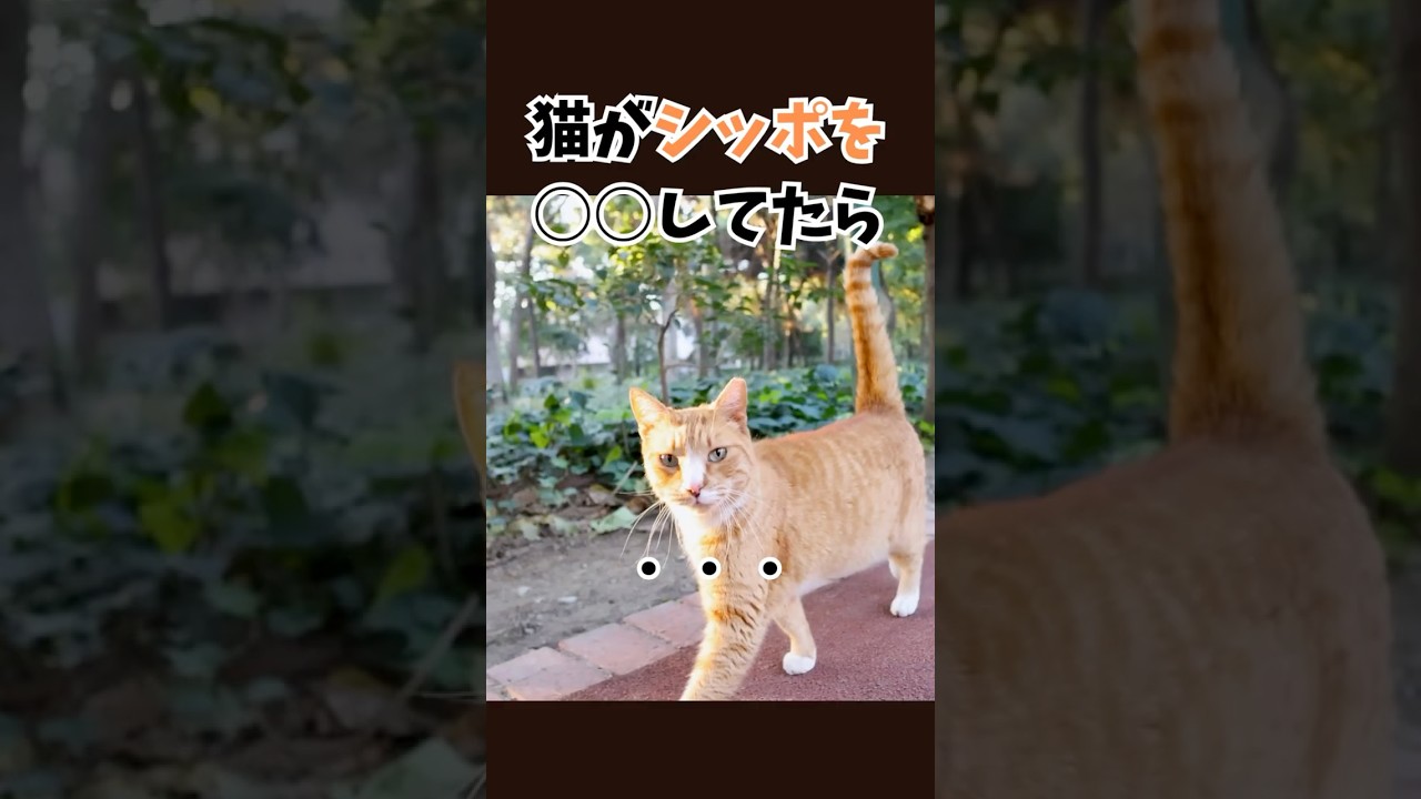 猫がシッポを〇〇してたら‥#猫のしっぽ #猫のいる暮らし#ねこの気持ち #人類猫同盟#猫同盟