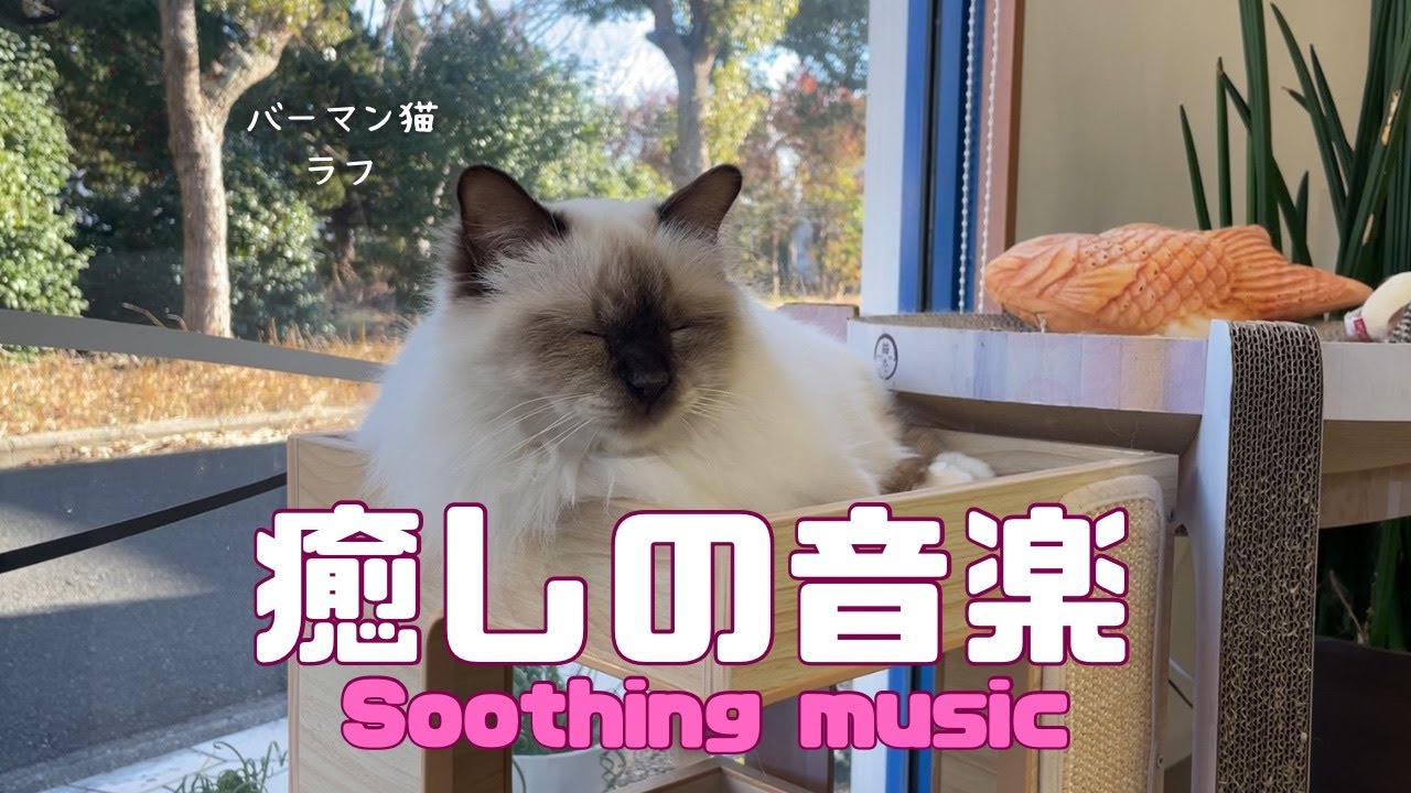 バーマン猫ラフ【癒しの音楽】Soothing music（バーマン猫）Birman/Cat