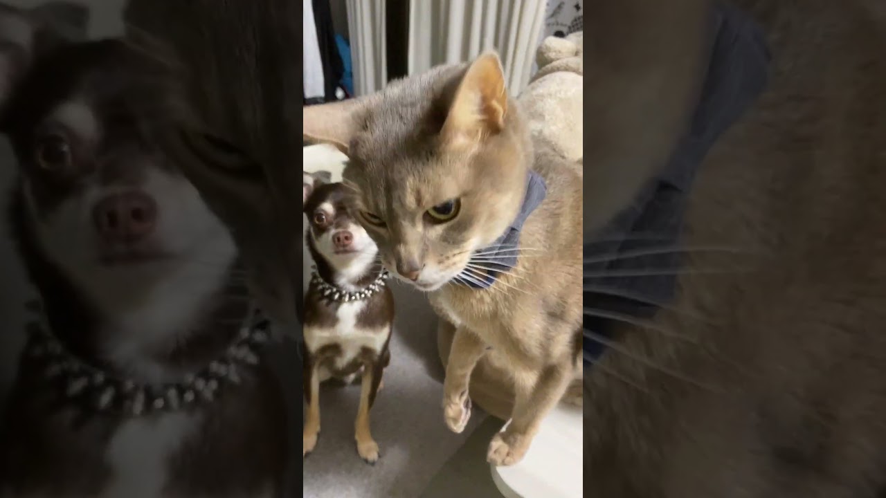 猫に叩かれて 納得がいかない犬 #shorts #チワワ #アビシニアン