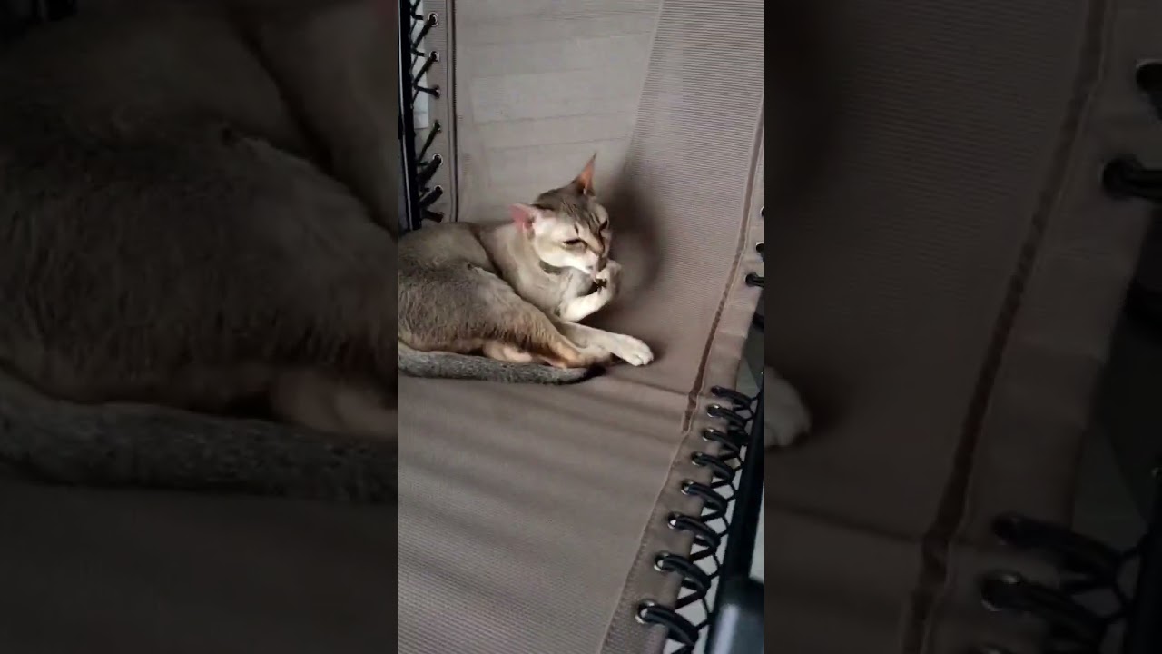 インフィニティチェアはシンガプーラ猫もダメにする