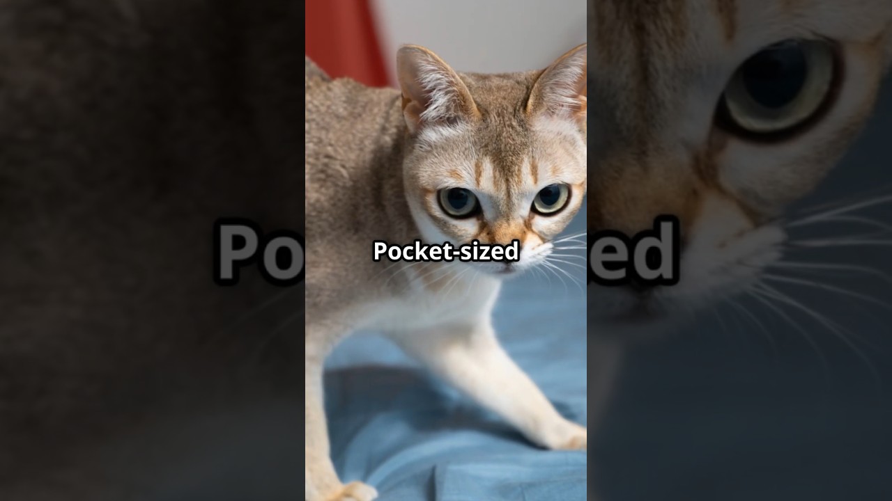 The World's Tiniest Cat Breeds!