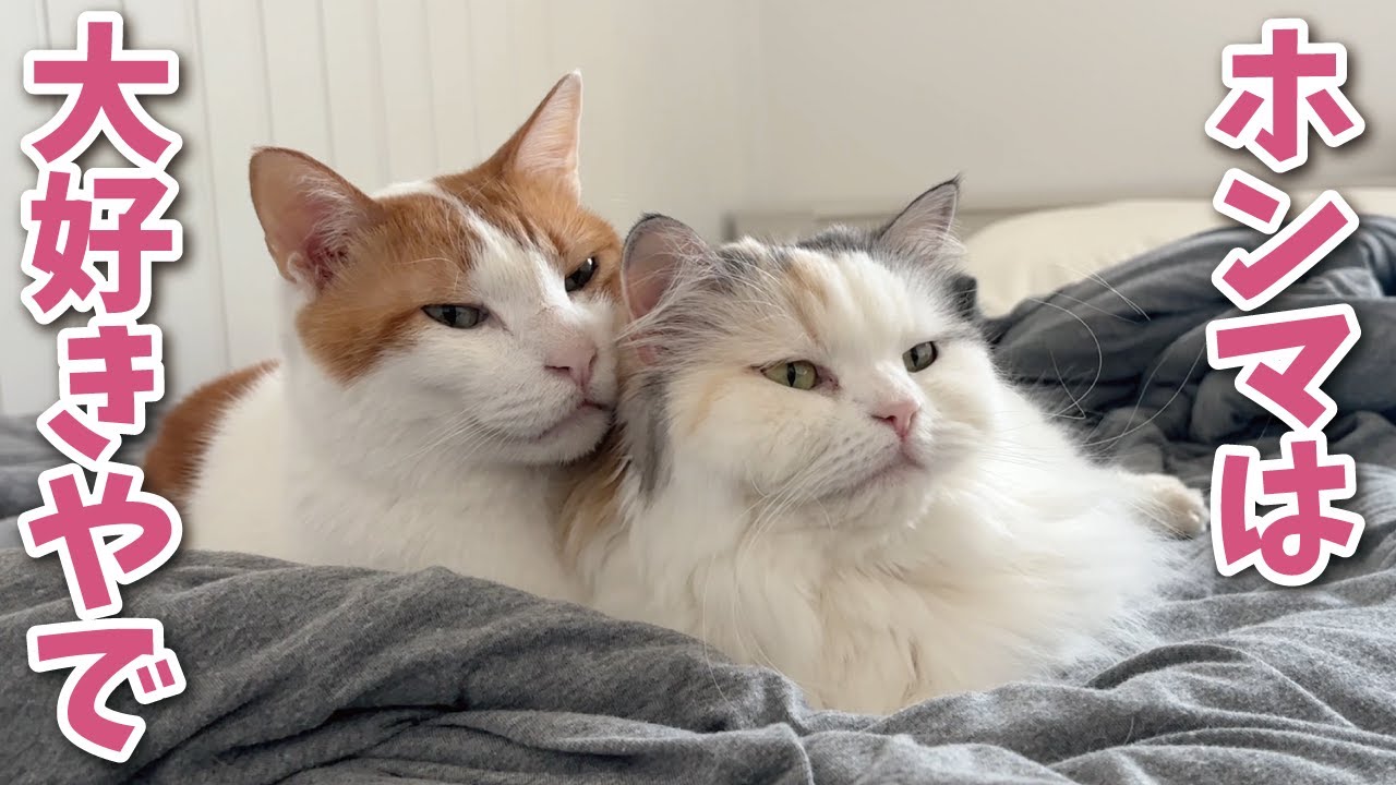 ガチの大喧嘩をしたあと猫たちがこうなってました【関西弁でしゃべる猫】【猫アテレコ】