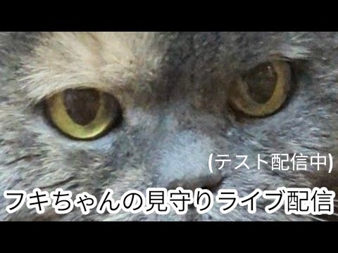 フキちゃんの留守番配信（テスト配信中）