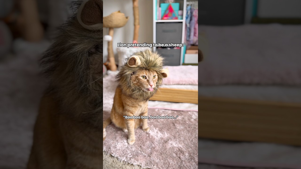 I can’t stop laughing 😭 #funnycats #cats #pets #funny #trending