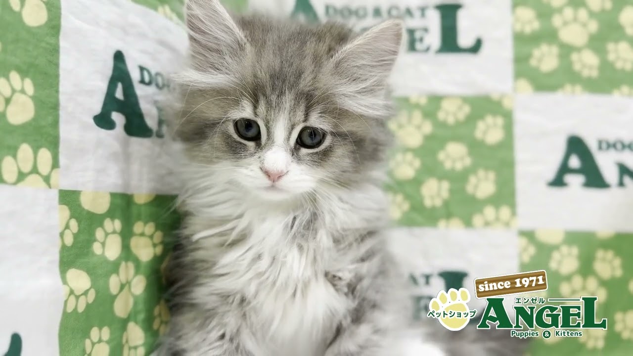 メインクーン 2503091 【ペットショップエンゼル　子犬・子猫販売】