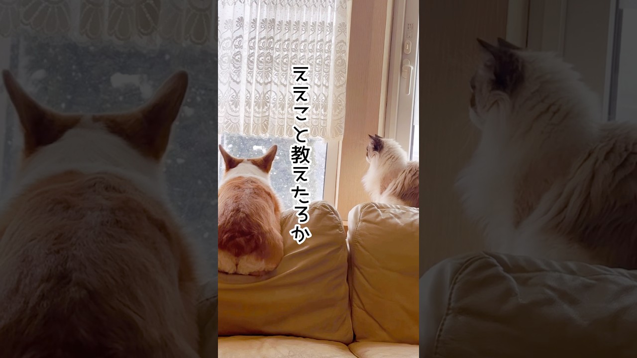 【ええこと教えたろか】 #犬猫 #コーギー #ラグドール #ええこと #shorts