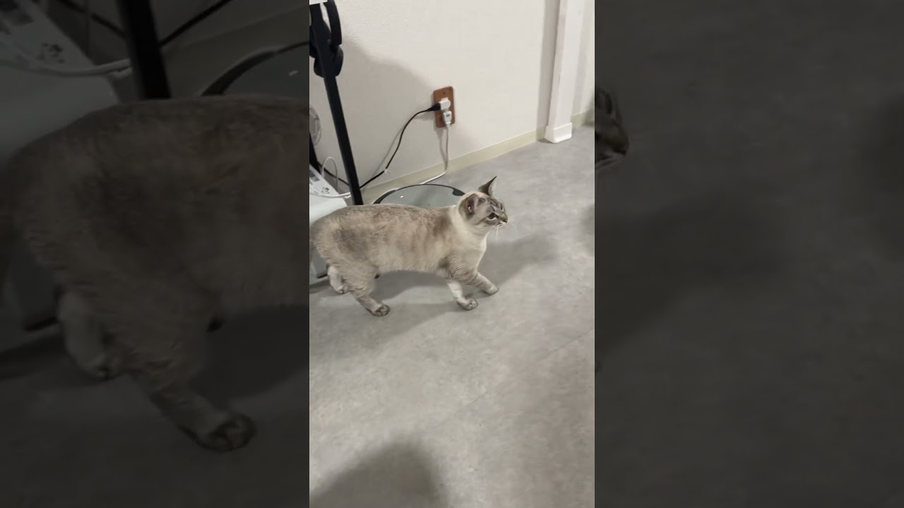 おもちゃボロボロにしたのだれ笑　#シャムトラ #元保護猫 #シャムミックス  #cat #猫耳 #kitten  #猫耳 #siamesemix