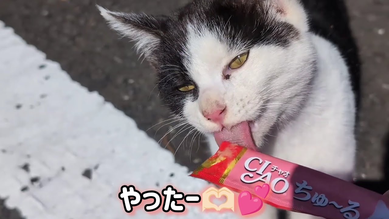 【野良猫】子猫に近づける魔法のアイテムは？#ハチワレ#ねこ