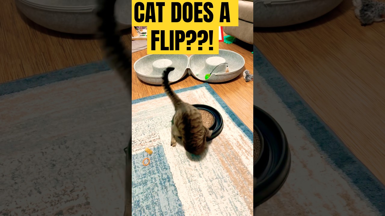SEE BEANS the CAT pop out  the CRAZIEST Moves You’ve Ever Seen! 😹 #viralcat  #skinwalker
