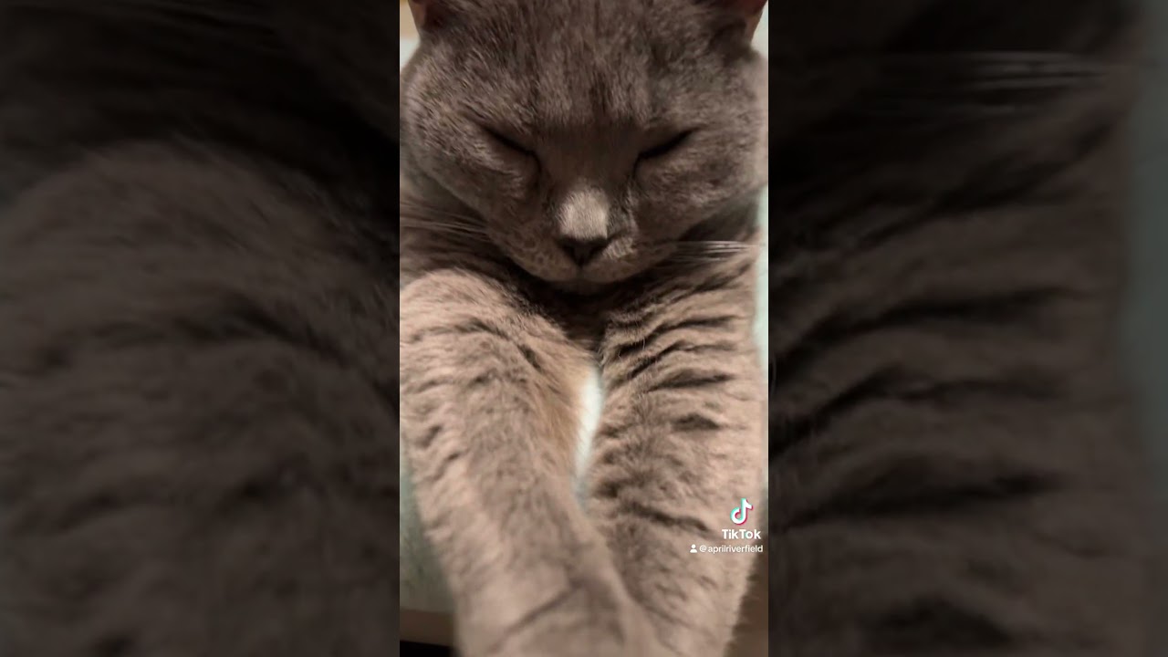 メイちゃん食っちゃ寝     #猫好きさんと繋がりたい #猫のいる暮らし #猫のいる生活 #癒し #cat #シャルトリュー#猫