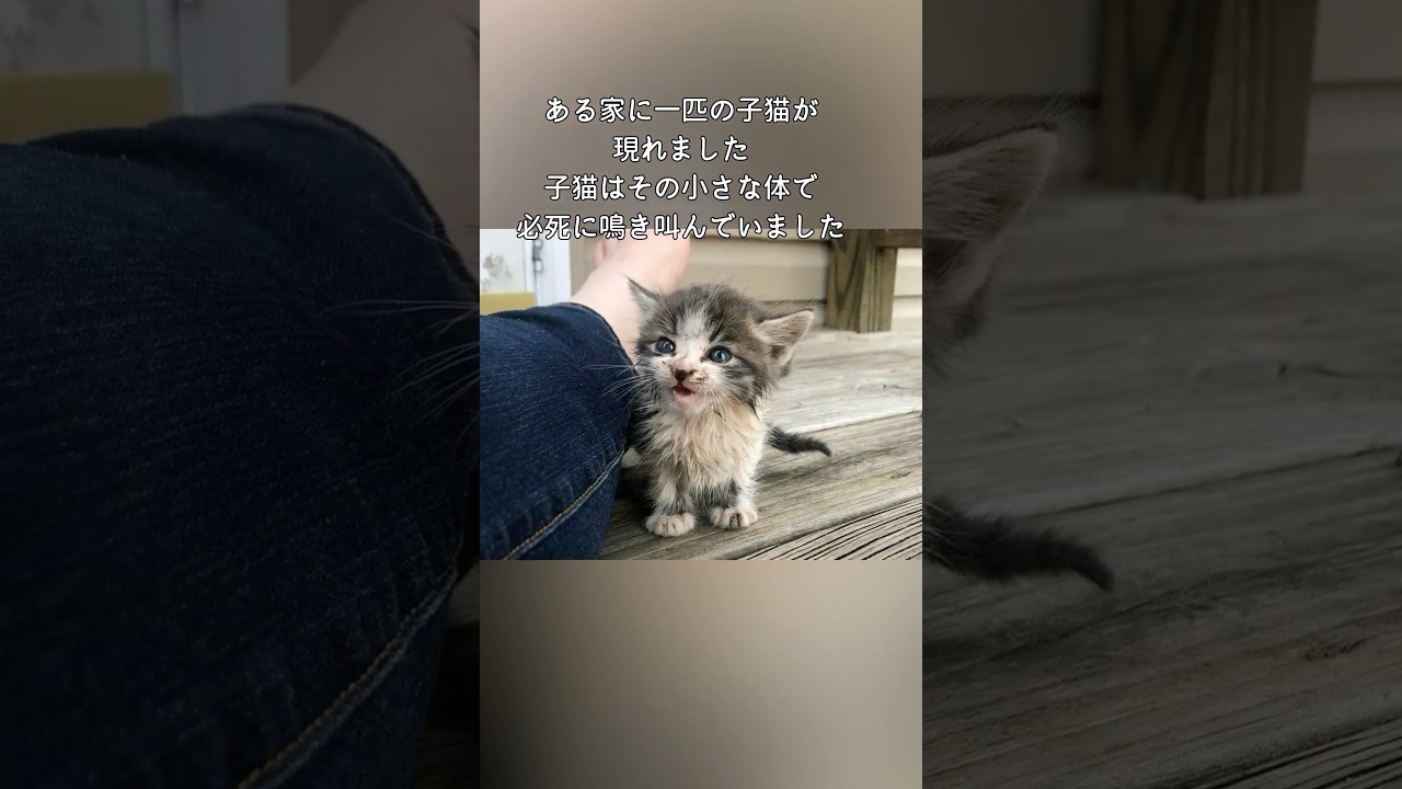 人間に助けを求めにやってきた子猫 #子ネコ #感動  #保護猫