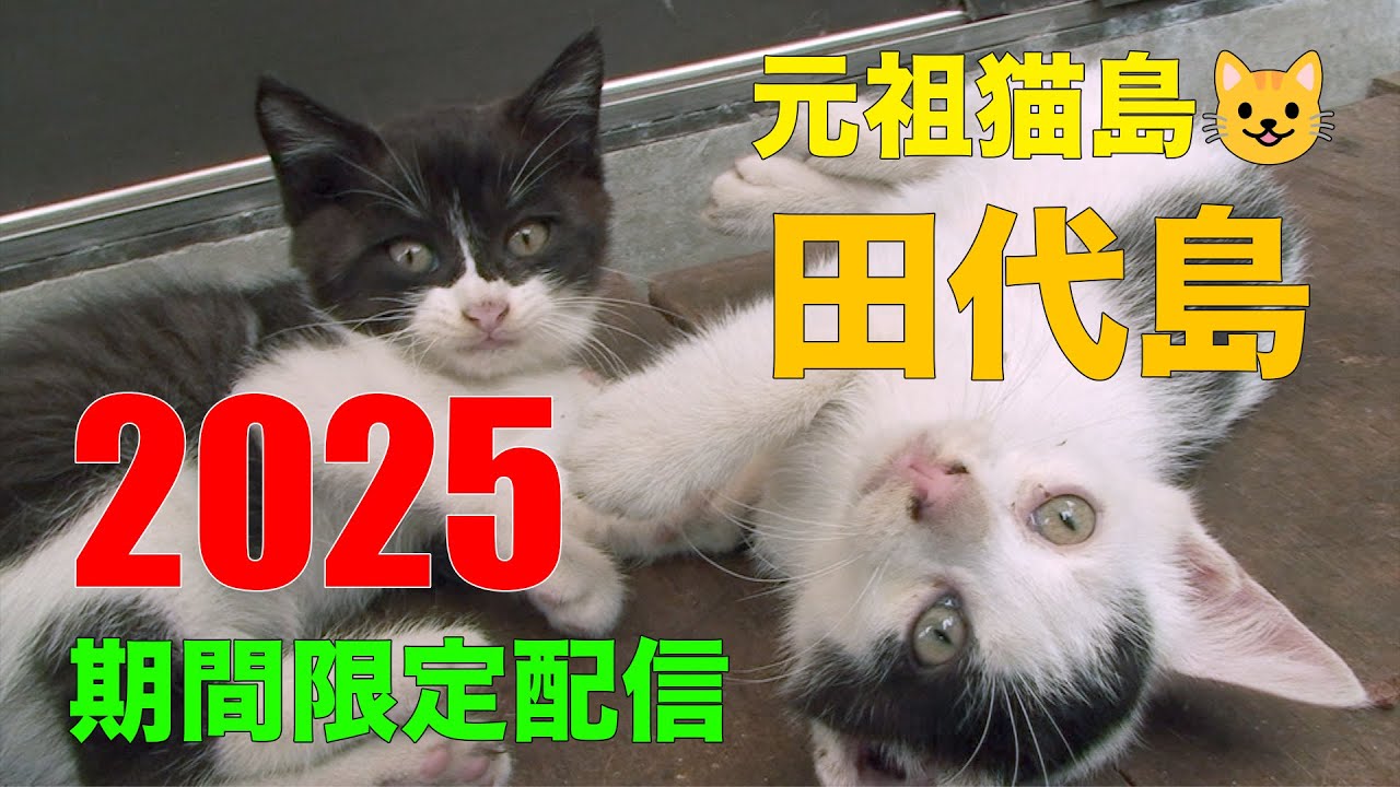 2025 期間限定配信・田代島の猫たち