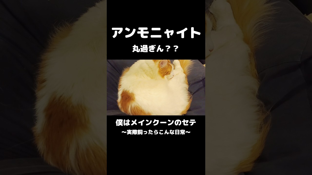 座布団みたいになってた #猫 #ねこ #ネコ #メインクーン #猫のいる暮らし #mainecoon #cat #catlover #アンモニャイト