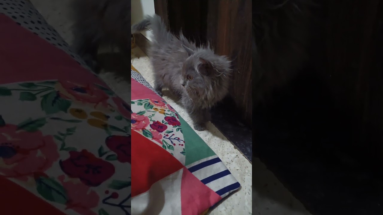 💗 #talkingparot #foryourpage #foryou #fyp #cute #cutecat #catlover