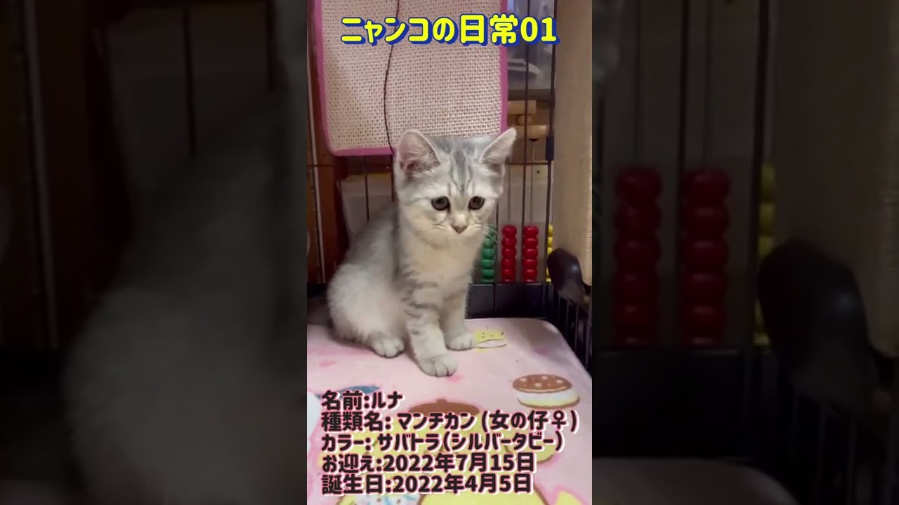 log149【ニャンコの日常01】「紹介動画🐱」#マンチカン #仔猫 #足長