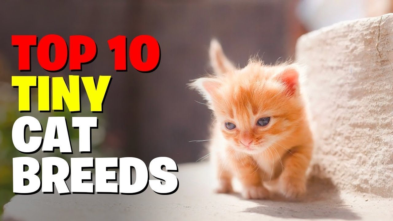 Smallest cat breeds in the world