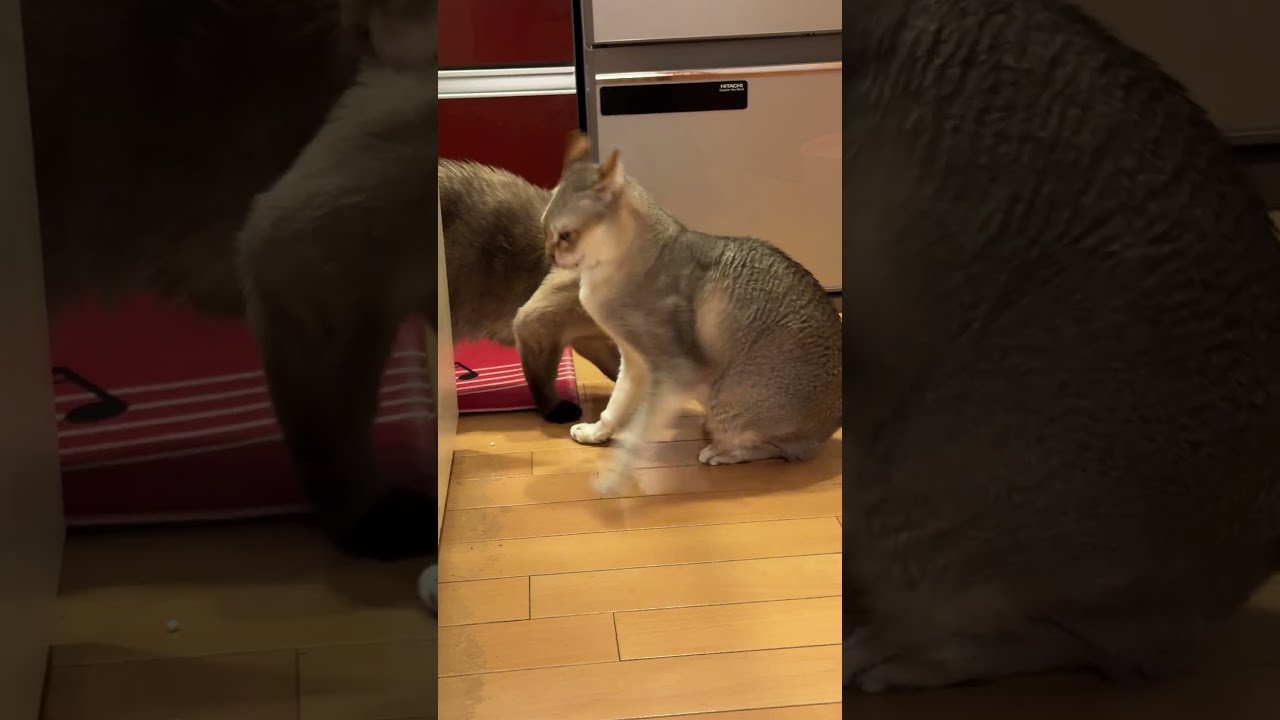 いつご飯が出てくるかが気になってペロペロしてくる同居猫を邪魔にするたぬき猫なのにゃ♪#cat #シンガプーラ #トンキニーズ#たぬき猫