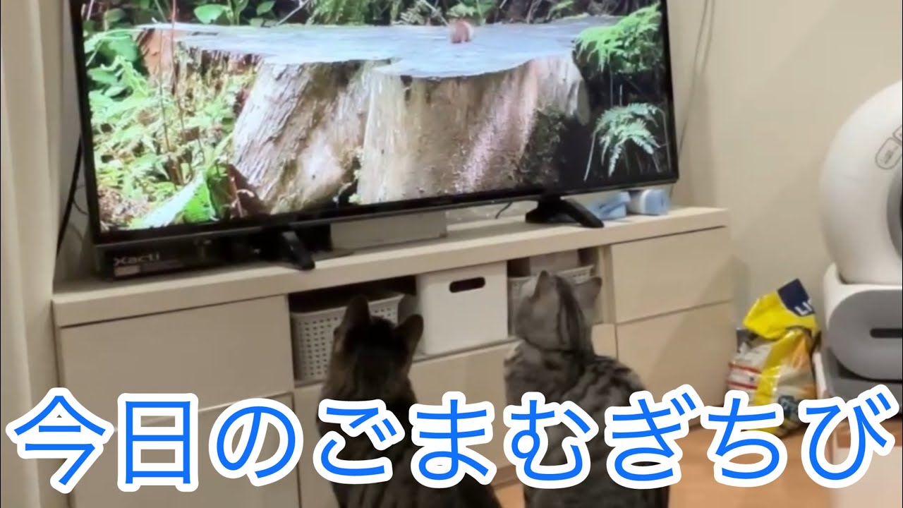 今日のごまむぎちび🐱