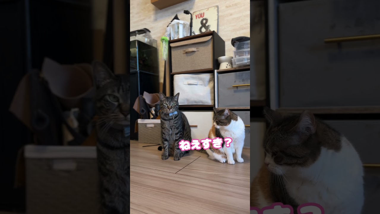 仲良くしたいだけなのに…#shorts #猫 #ねこ #スコティッシュフォールド #キジトラ