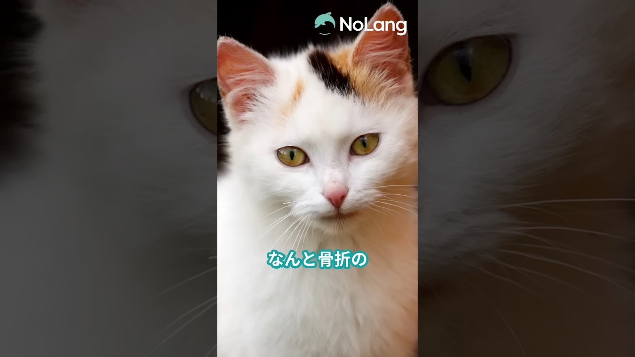 猫のゴロゴロ音には、実はあんな効果が...　#ねこ #猫 #cat #猫の豆知識
