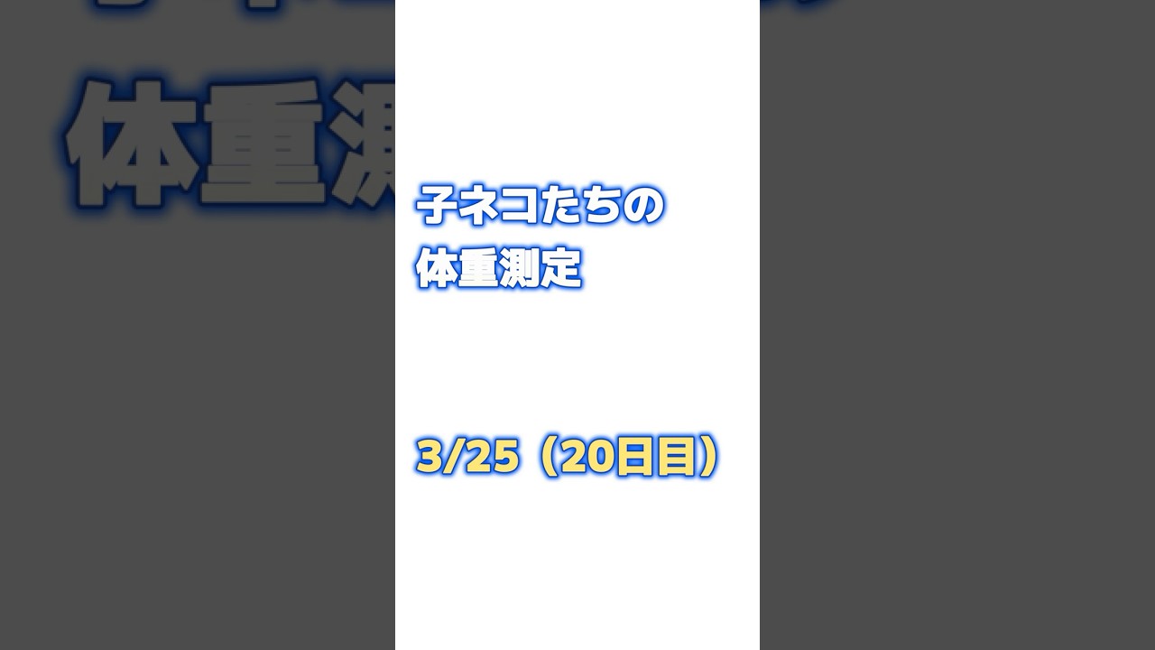 子猫たちの体重測定！20日目