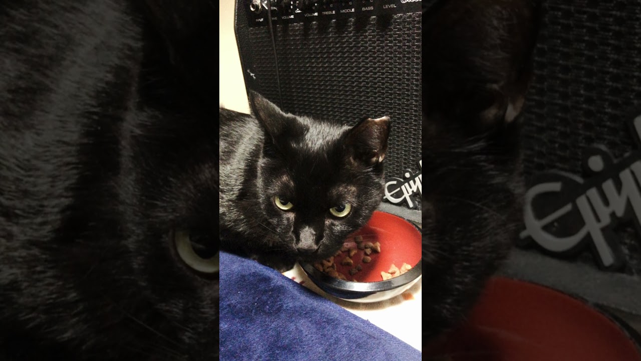 黒猫 BlackCat アメリカンカール #American curl