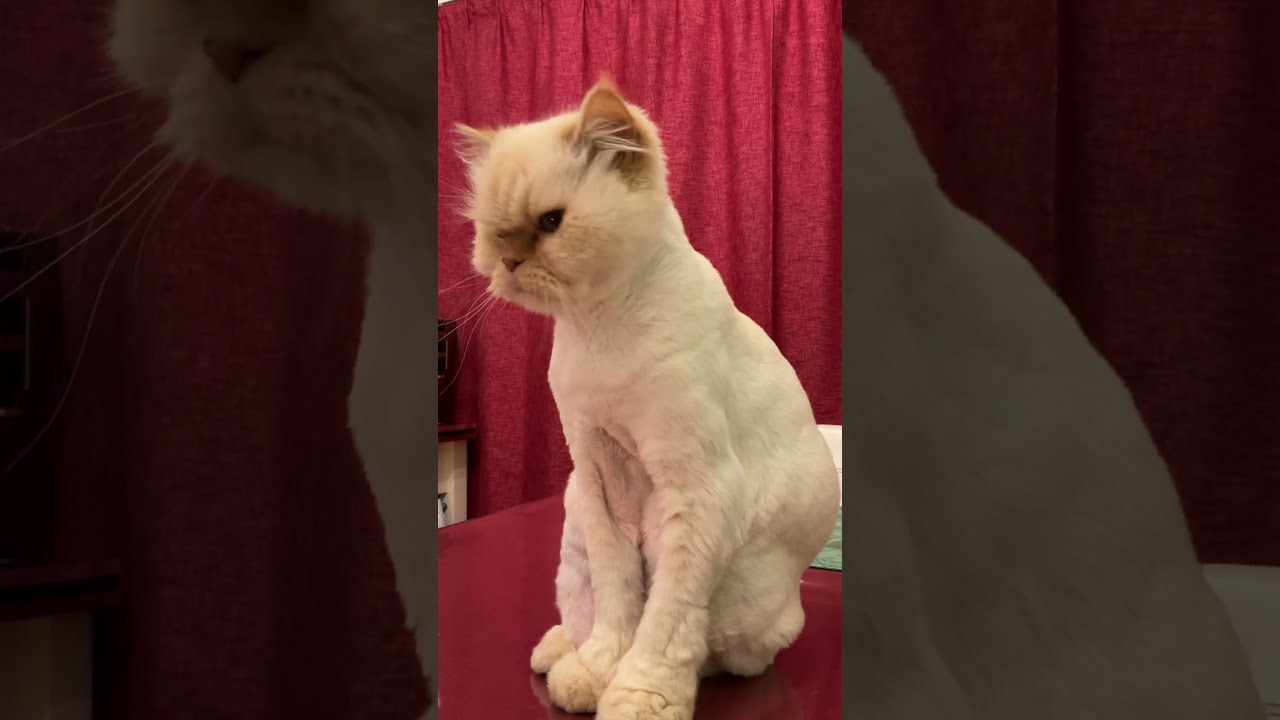 ♥チーノの日常【😺😲おぅ！😽】ホワイトヒマラヤン14歳　#shorts　#cat　#pets　猫好き　癒し